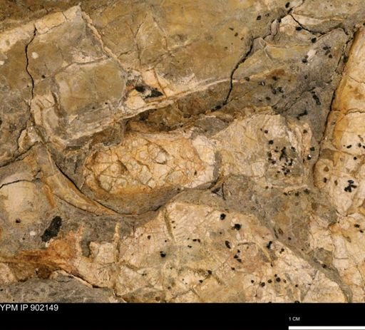 undet. Mollusca