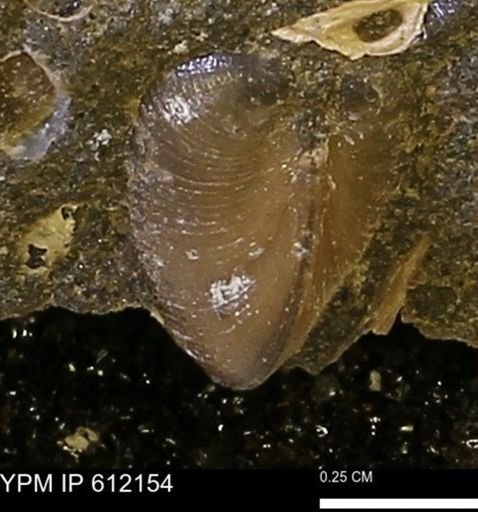 undet. Bivalvia