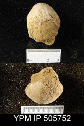 undet. Brachiopoda