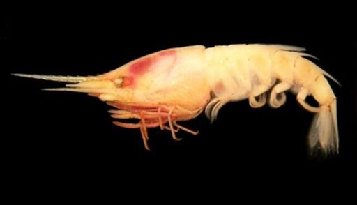 Oplophorus spinosus