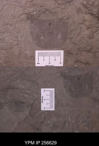 Eurypterus remipes