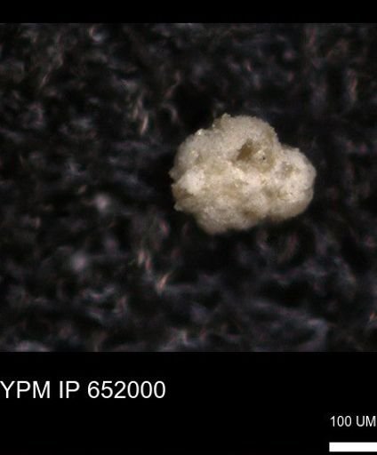 undet. Rugoglobigerinidae