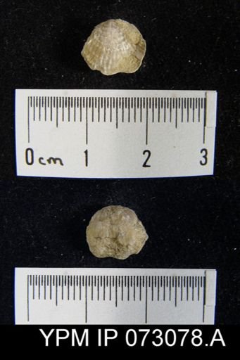 Atrypa tennesseensis