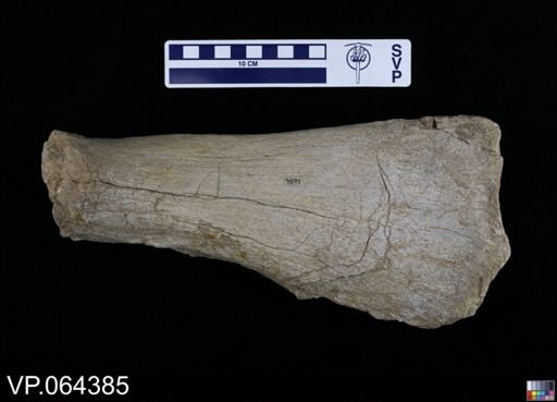 undet. Plesiosauridae