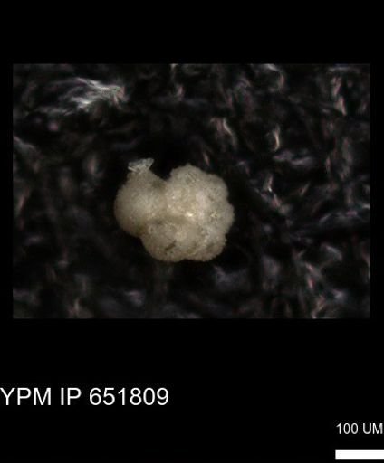 undet. Rugoglobigerinidae