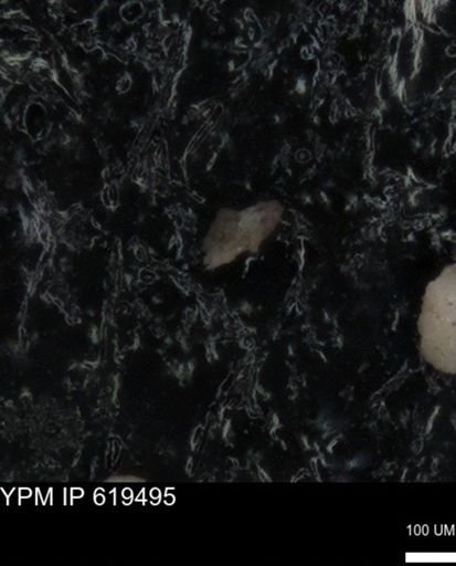 undet. Foraminiferida