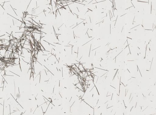 Clathria (Microciona)