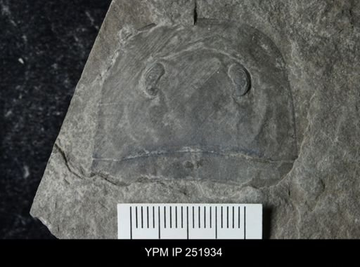 Eurypterus sp.