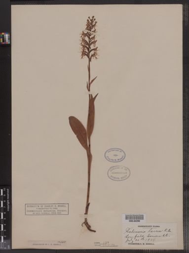 Habenaria