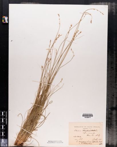 Carex canescens