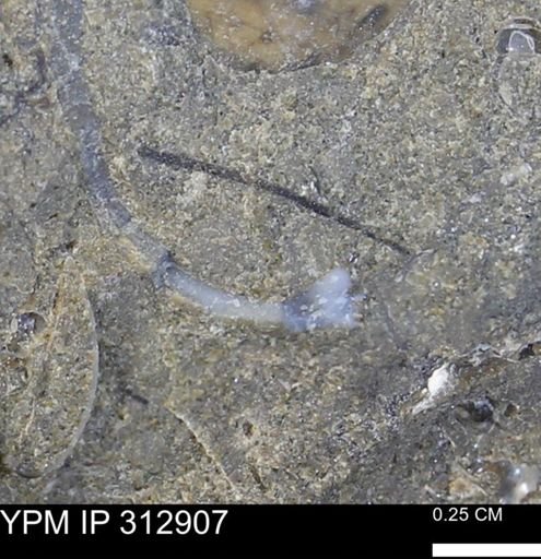 undet. Bivalvia