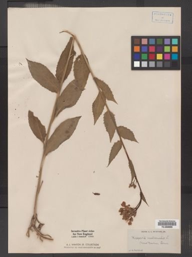 Hesperis matronalis