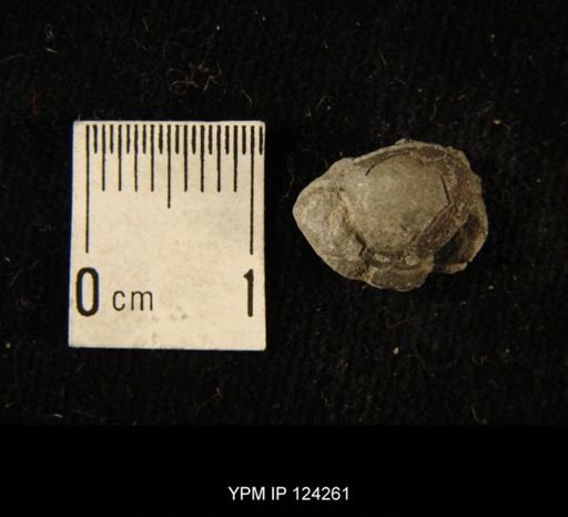 Phacops rana