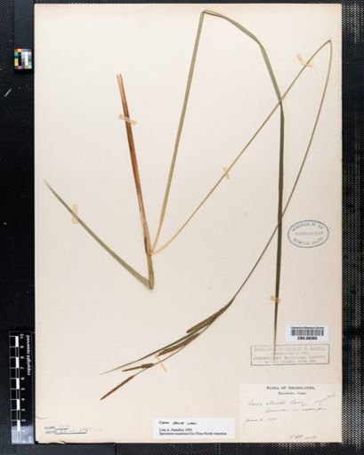 Carex stricta