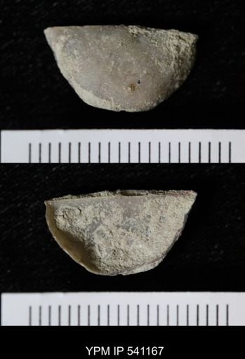 Sowerbyella sericea