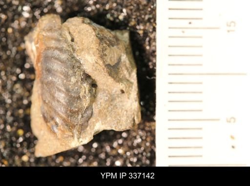 undet. Hoplitidae