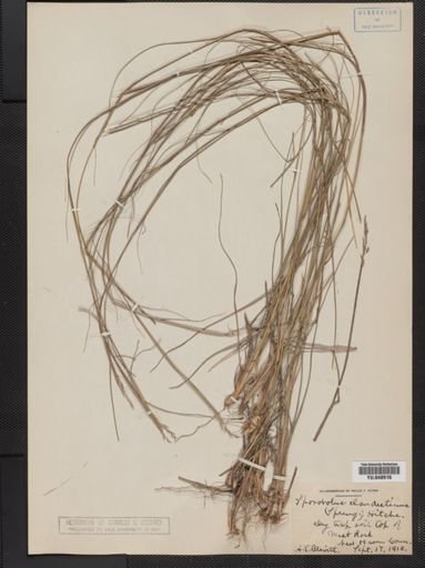 Sporobolus clandestinus