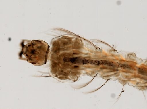 Anopheles
