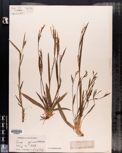 Carex amphibola