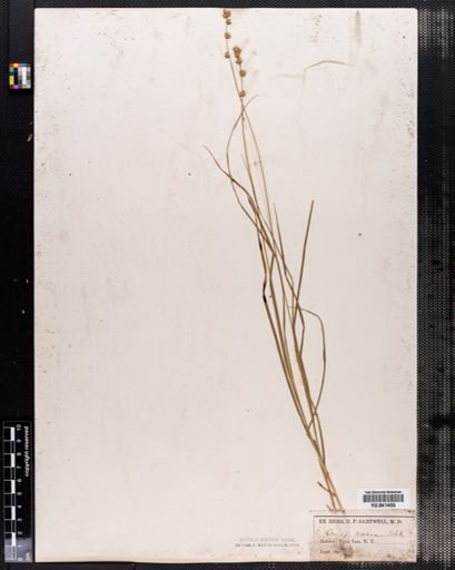 Carex rosea