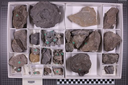 mixed taxa, stratigraphic collection