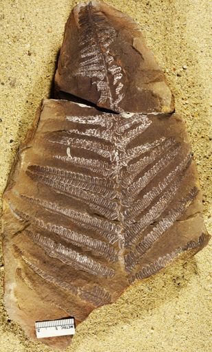 Pecopteris villosa
