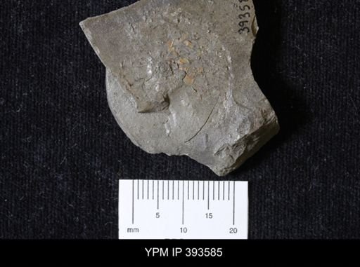 undet. Ammonoidea