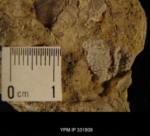 Ceraurus sp.