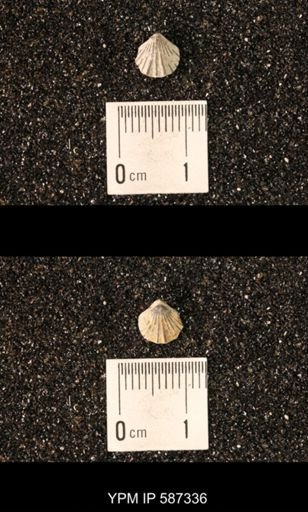 Camarotoechia whitei