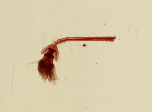 Cordylophora caspia