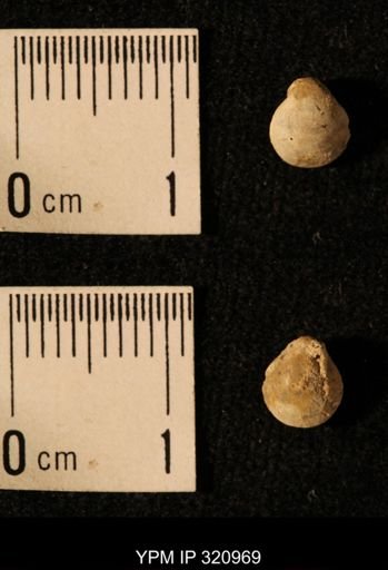 Dielasma elongatum