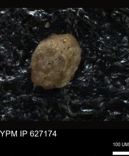 undet. Foraminiferida