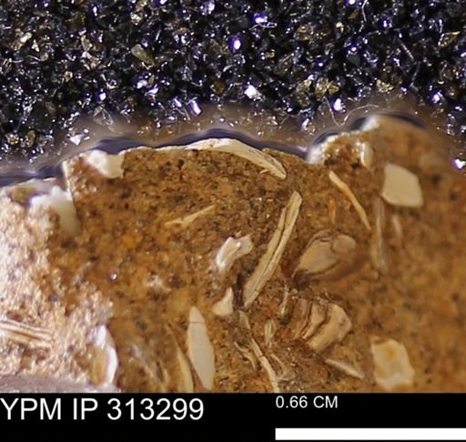 Corbicula sp.