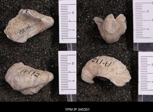 Gryphaea marcoui