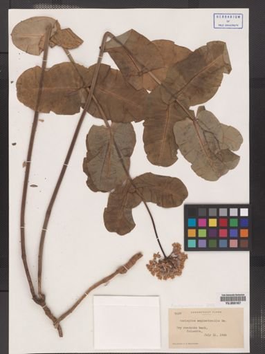 Asclepias amplexicaulis