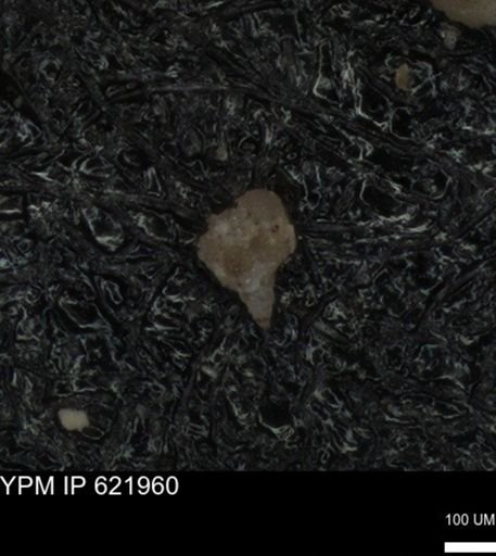 undet. Foraminiferida