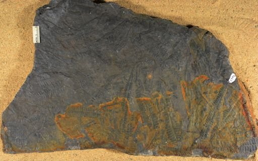 Pecopteris sp.