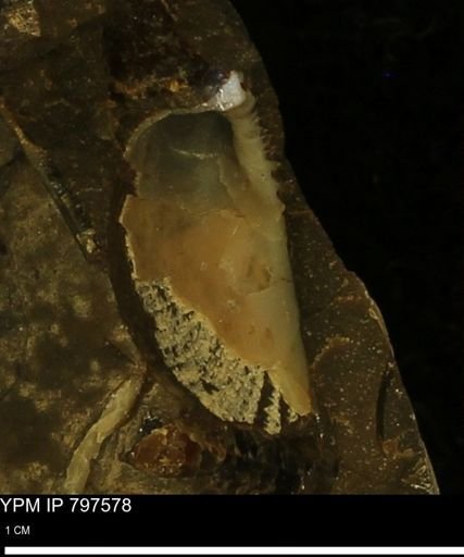 undet. Bivalvia