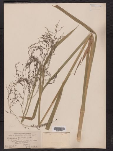 Glyceria grandis