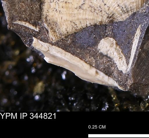 Limopsis striatopunctatus