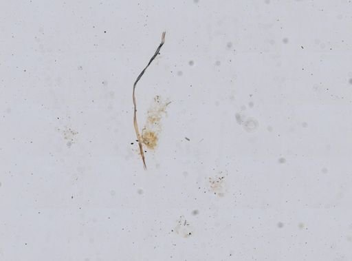 Aiolochroia crassa