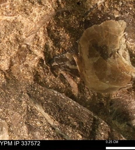 undet. Mollusca