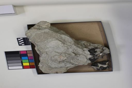 Brontotheriidae