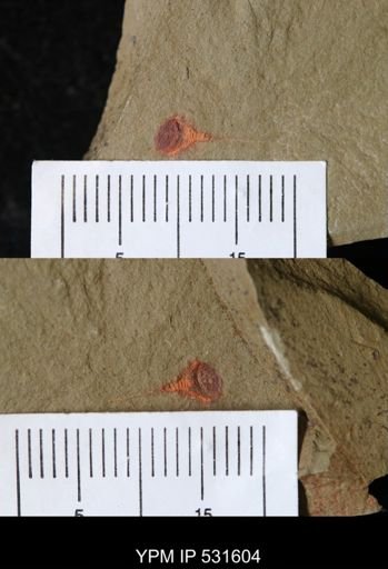 undet. Xiphosurida