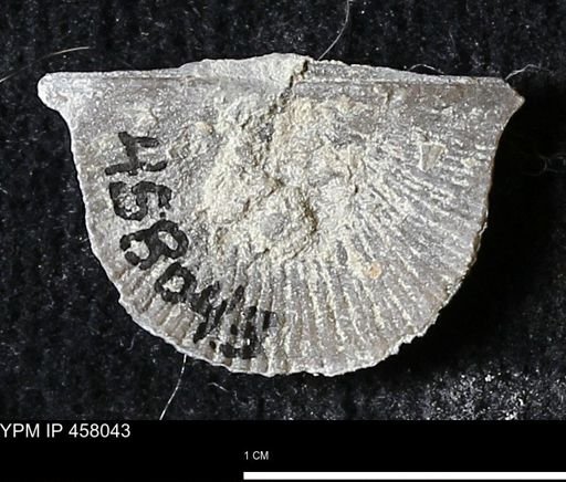 Strophodonta sp.