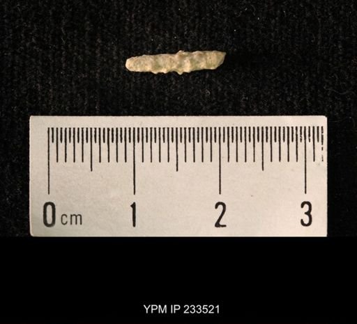 Archaeocidaris sp.