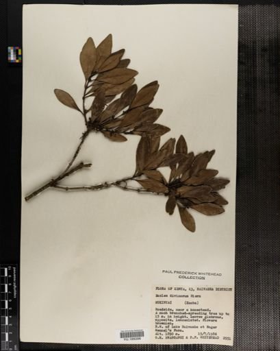 Plantae