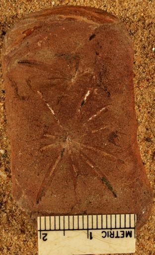 Annularia longifolia