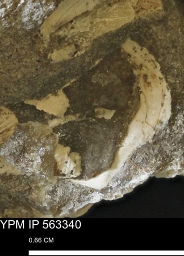 undet. Mollusca