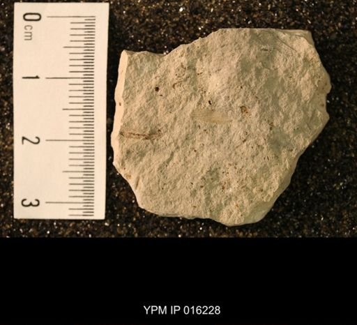 Hexapoda